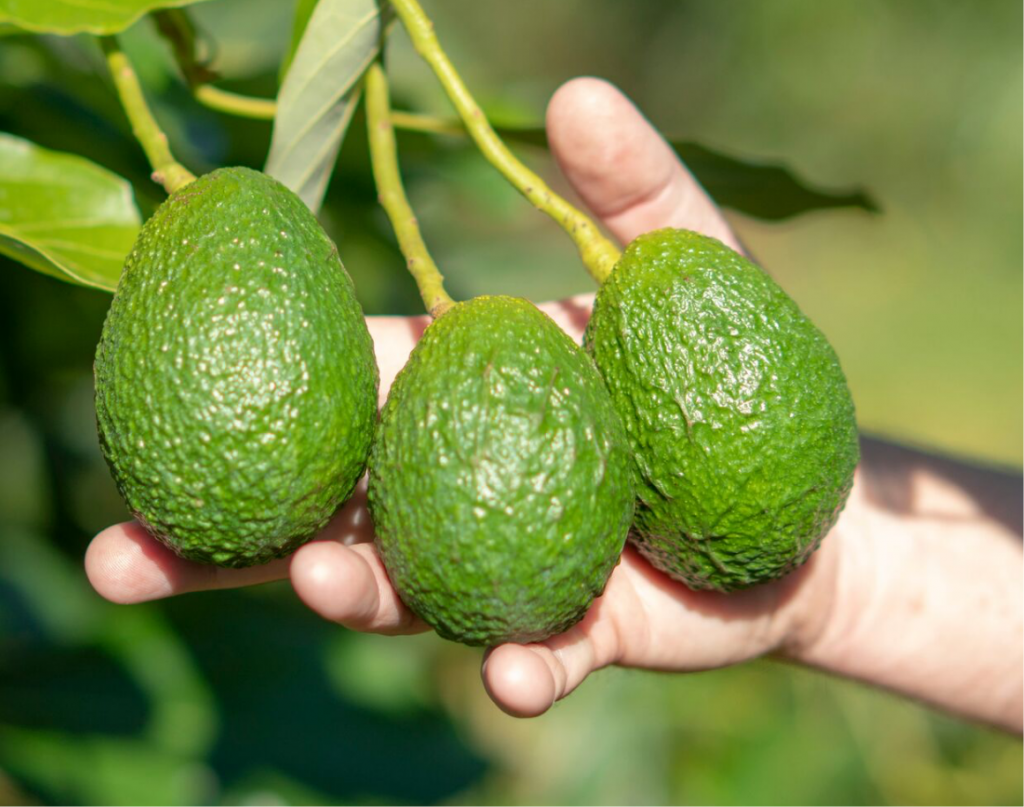 Fresh Avocado Supply 